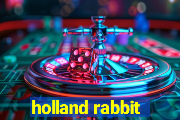 holland rabbit