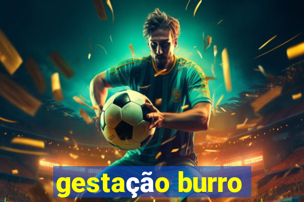 gestação burro