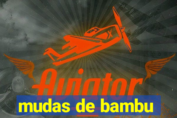 mudas de bambu