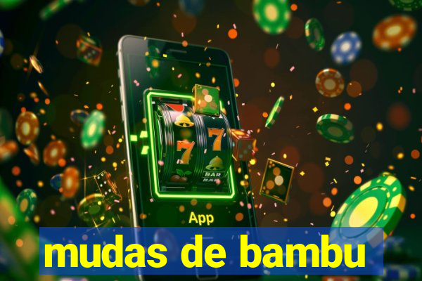 mudas de bambu