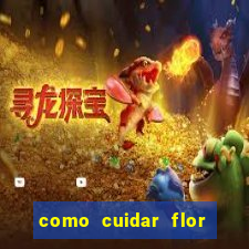 como cuidar flor da fortuna