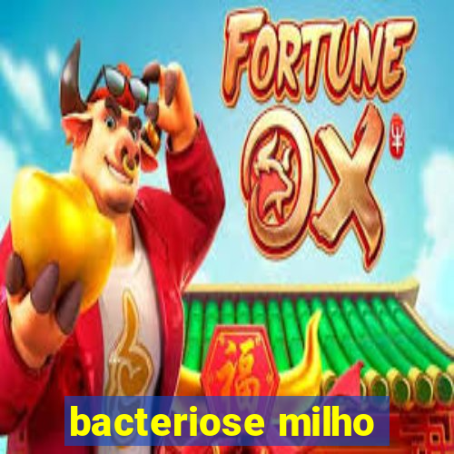 bacteriose milho