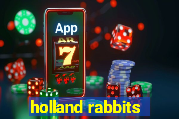 holland rabbits