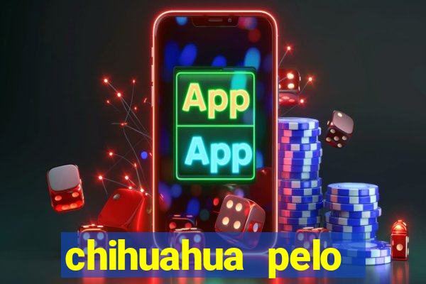 chihuahua pelo longo preço