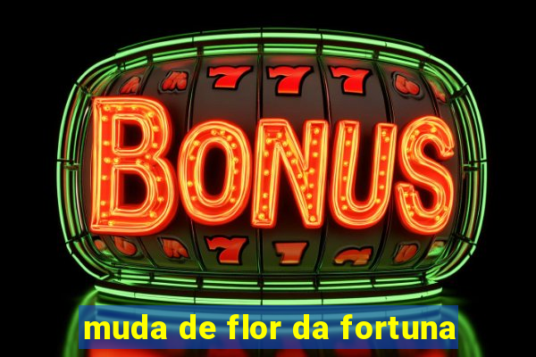 muda de flor da fortuna