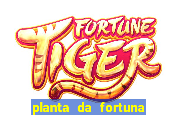 planta da fortuna como cuidar