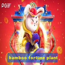 bamboo fortune plant